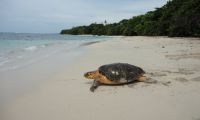 Fight the Impacts of Climate Change on Turtles in Panama in Panama, Run by: Sea Turtle Conservancy 