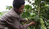 Boost Sustainable Coffee Production in Laos in Lao PDR, Run by: CARE Australia 