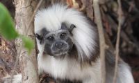 Restore Forests to Protect Cotton-Top Tamarins in Colombia in Colombia, Run by: Wildlife Conservation Network 