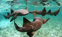 Protect Sharks and Rays in Belize in Belize, Run by: Wildlife Conservation Network 
