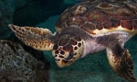 Save endangered sea turtles in Panama in Panama, Run by: Sea Turtle Conservancy 