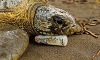 Sea Turtles and Plastic Projects in Costa Rica, Run by: SEE Turtles 