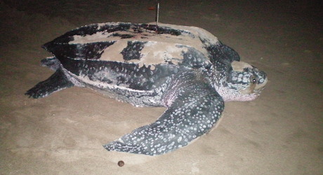 Saving Leatherback Sea Turtles in Panama