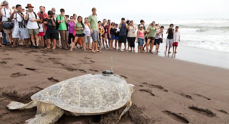 Saving Sea Turtles in Costa Rica