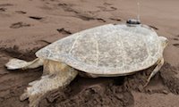 Saving Sea Turtles in Costa Rica in Costa Rica, Run by: Sea Turtle Conservancy 