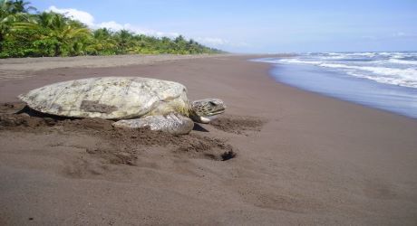 Help Save Green Turtles in Costa Rica