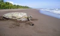 Help Save Green Turtles in Costa Rica in Costa Rica, Run by: Sea Turtle Conservancy 