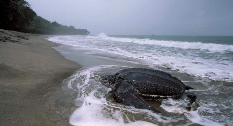 Protecting Sea Turtles in Panama