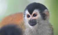 Panama