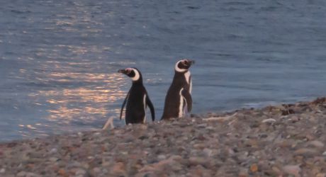 Protect Magellanic Penguins in Patagonia