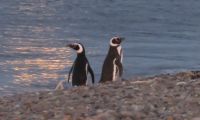 Protect Magellanic Penguins in Patagonia in Argentina, Run by: Wildlife Conservation Network 