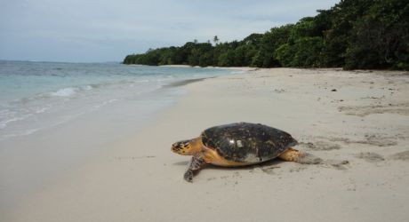 Fight the Impacts of Climate Change on Turtles in Panama