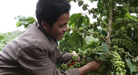 Boost Sustainable Coffee Production in Laos