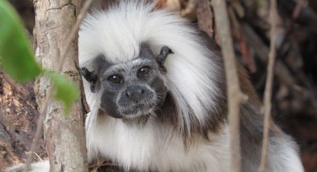 Restore Forests to Protect Cotton-Top Tamarins in Colombia