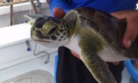 Protect Juvenile Sea Turtles in the Gulf of North Mexico in United States, Run by: Sea Turtle Conservancy 