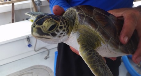 Protect Juvenile Sea Turtles in the Gulf of North Mexico