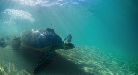 Save sea turtles and support communities in the West Indies