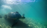 Save sea turtles and support communities in the West Indies in Saint Kitts And Nevis, Run by: Sea Turtle Conservancy 