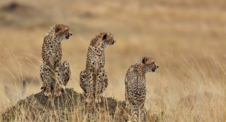 Support Cheetah Conservation in Botswana