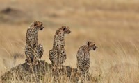 Support Cheetah Conservation in Botswana in Botswana, Run by: Wildlife Conservation Network 