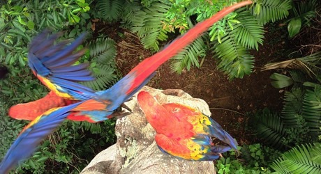 Save Endangered Scarlet Macaws in Belize