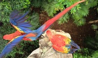 Save Endangered Scarlet Macaws in Belize in Belize, Run by: Adventure Travel Conservation Fund 