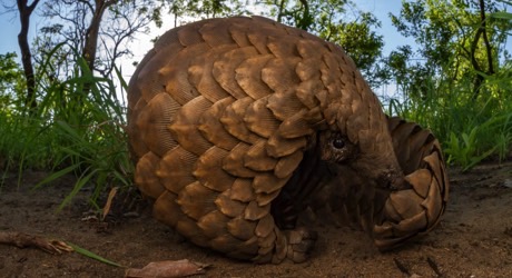 Protect endangered pangolins in southern Africa