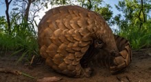 Protect endangered pangolins in southern Africa in South Africa, Run by: Wildlife Conservation Network 