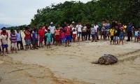 Save sea turtles through ecotourism in Panama in Panama, Run by: Sea Turtle Conservancy 