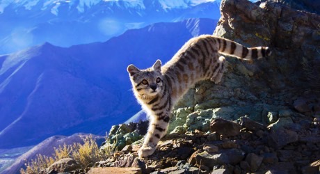 Protect the endangered Andean cat in the High Andes