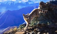 Protect the endangered Andean cat in the High Andes in Peru, Run by: Wildlife Conservation Network 