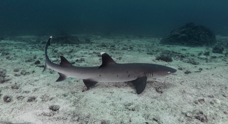 Protect sharks and rays in Panama