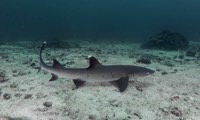 Protect sharks and rays in Panama in Panama, Run by: Adventure Travel Conservation Fund 