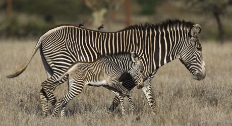 Protect endangered zebras and support female enterprise in Kenya