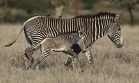 Protect endangered zebras and support female enterprise in Kenya in Kenya, Run by: Wildlife Conservation Network 