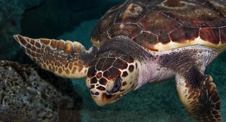 Save endangered sea turtles in Panama