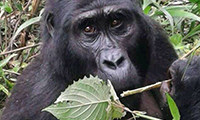 Protecting Gorillas and Surrounding Communities in Uganda, Run by: Wildlife Conservation Network 