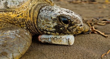 Plastics recycling to protect sea turtles in Mexico