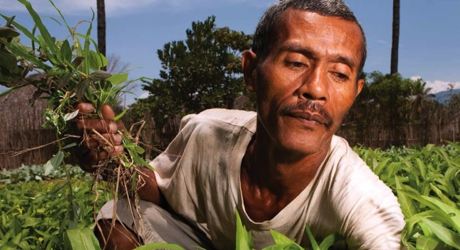 Seedlings to stop hunger, Timor-Leste