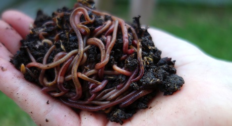 Worm-farming to reduce waste, Pune, India