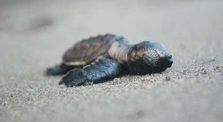  Protecting endangered Hawksbill sea turtles, El Salvador