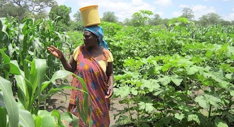 Food security for vulnerable families, Zimbabwe