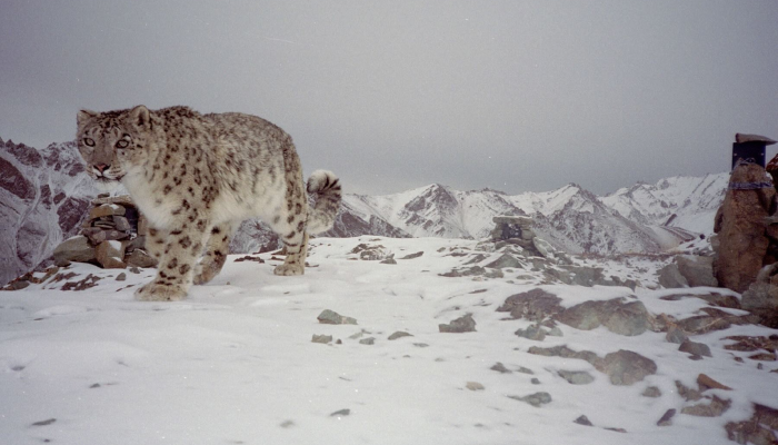 Saving snow leopards through community-based conservation in India