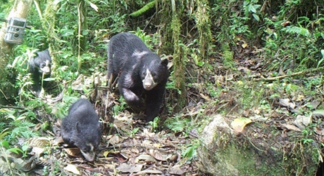 Spectacled Bear protection in Peru