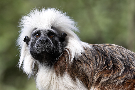 Protecting and restoring the forest for critically endangered cotton-top tamarins in Colombia
