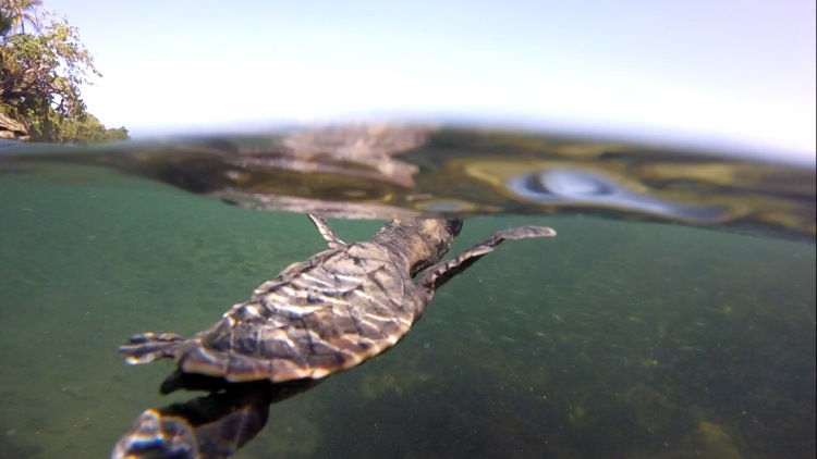 Save endangered sea turtles in Panama