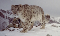 Saving Snow Leopards Through Community-based Conservation in India in India, Run by: Australian Himalayan Foundation 